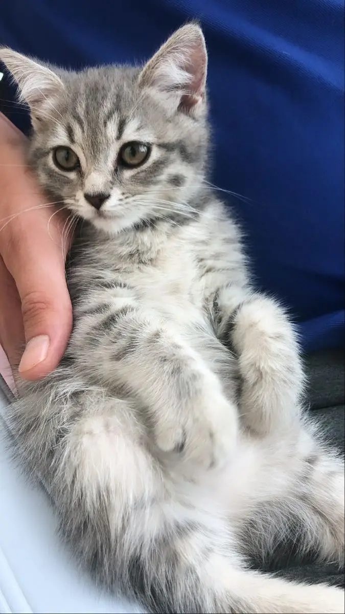 BRITISH SHORTHAIRS | SCOTISH FOLD | MAIN COONS | RAG DOLL CAT AVAILABL — photo 9