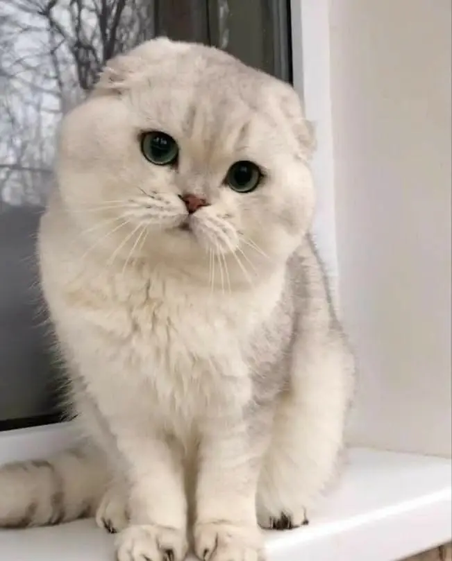 BRITISH SHORTHAIRS | SCOTISH FOLD | MAIN COONS | RAG DOLL CAT AVAILABL — photo 10