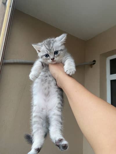 British Short Hair Cat | Scotish Fold Cat | Main Coons | Rag Doll Cat
