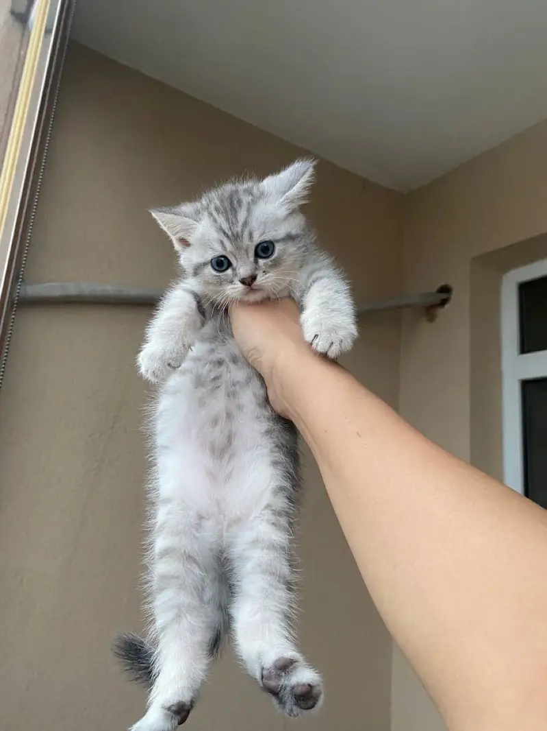 BRITISH SHORTHAIRS | SCOTISH FOLD | MAIN COONS | RAG DOLL CAT AVAILABL — photo 11