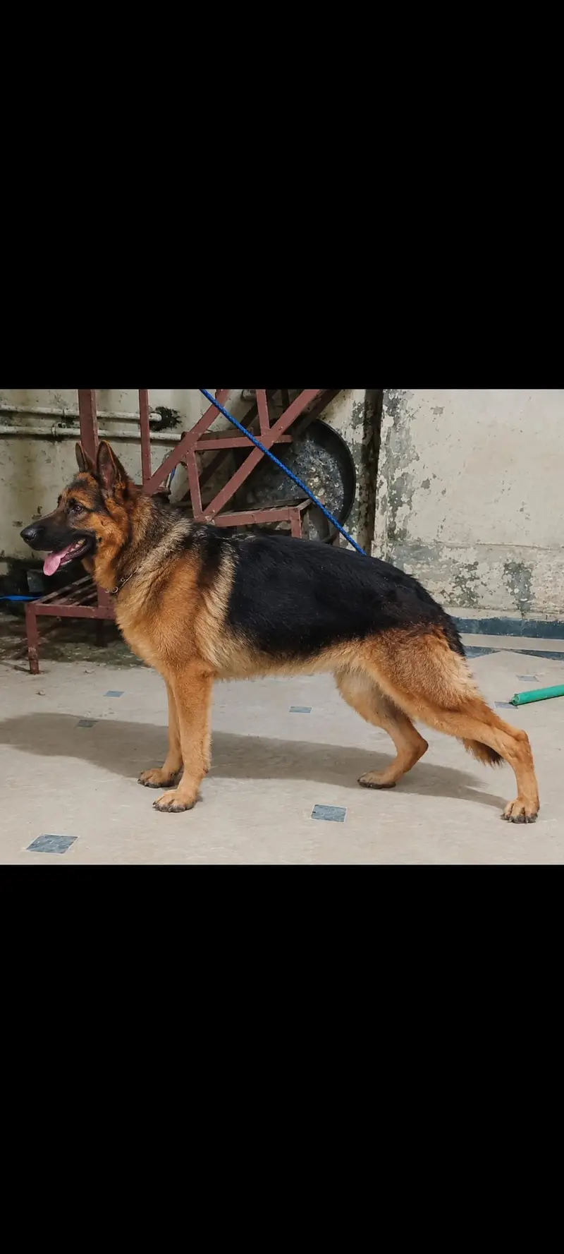 German shepherd male and female — photo 2
