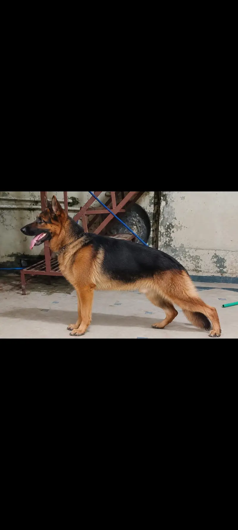 German shepherd male and female — photo 3