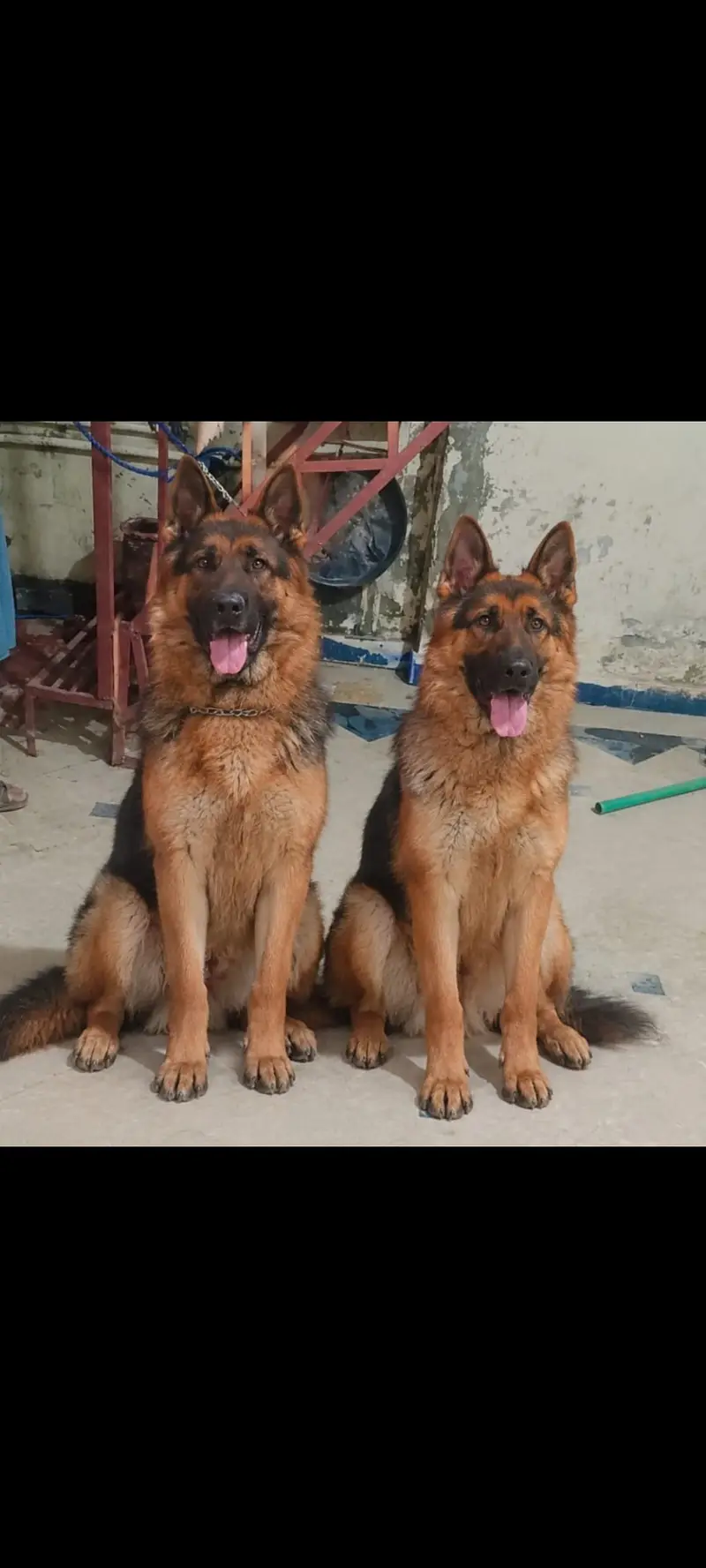 German shepherd male and female