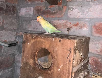 Love Birds For Sale