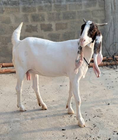 2 Bakrian For sale Gulabi × Rajanpuri & kamori Nasal