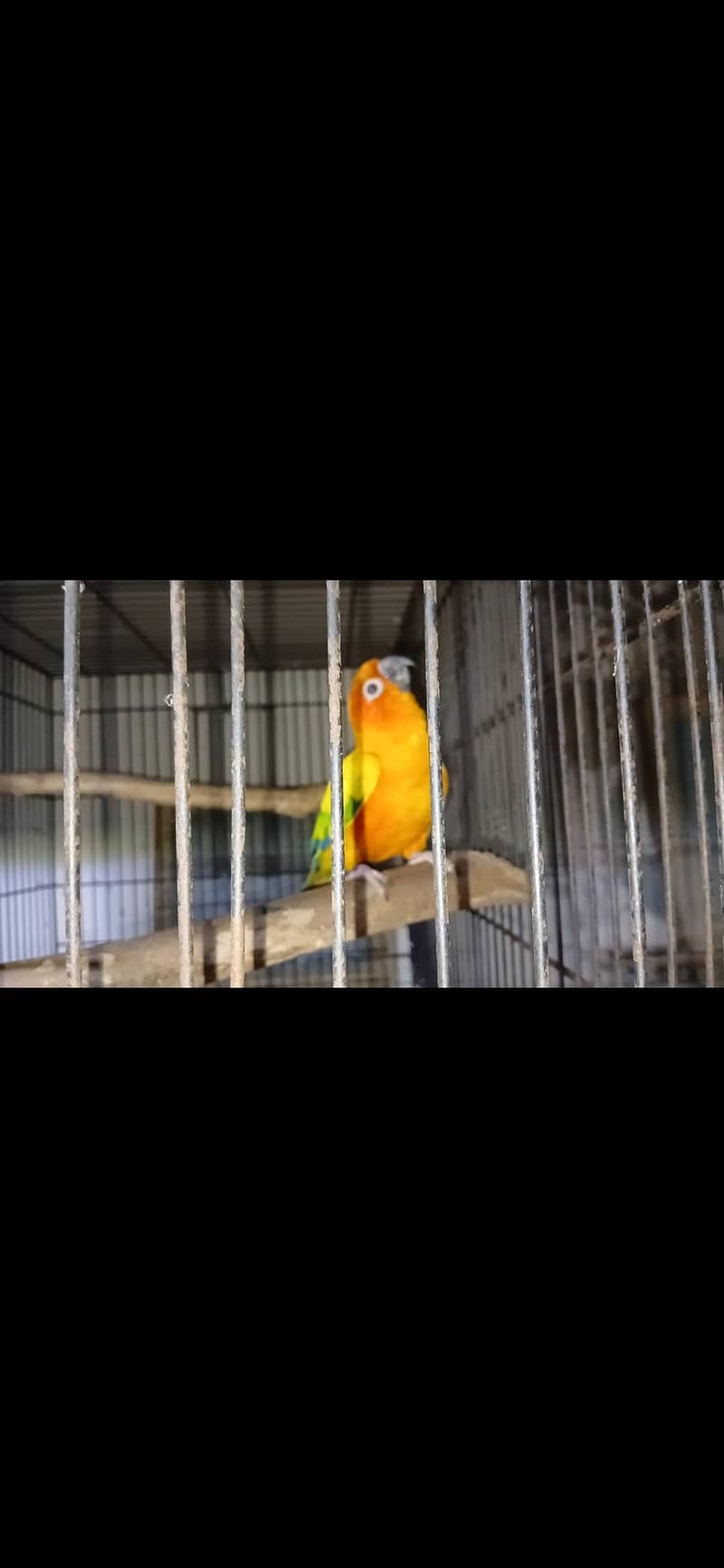 sunconior 1
