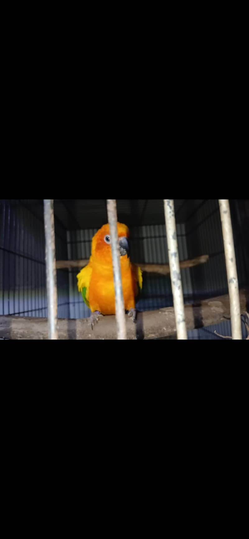 sunconior 2