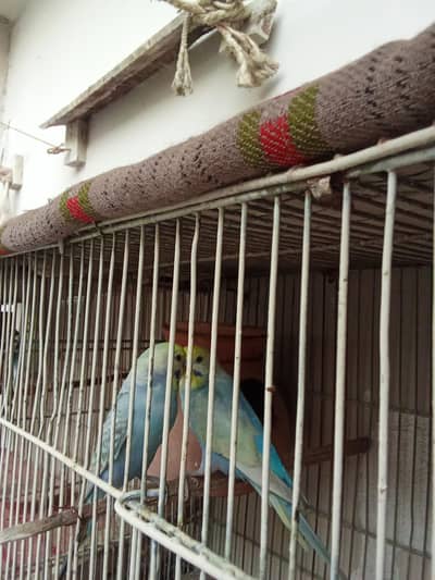Young Rainbow Budgie Pair
