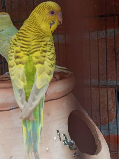 TCB  Fellow Budgies and lutino exhi male and lacewing budgies