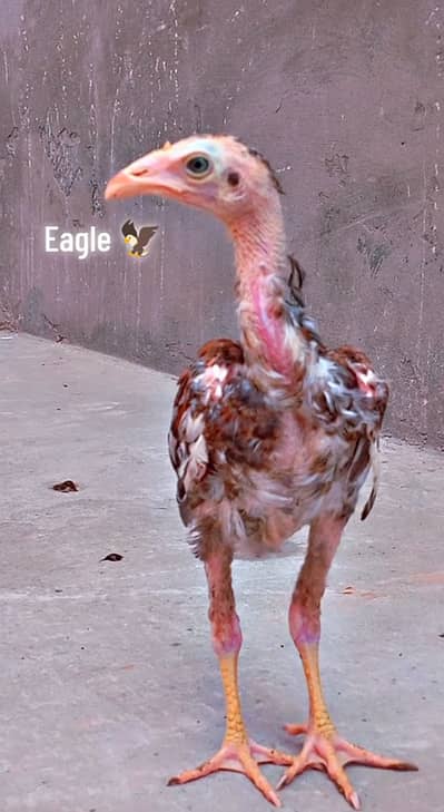 High quality aseel for sale