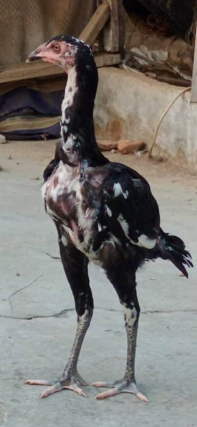 IMPORTED THAI ASEEL PURE BLOODLINE 2 FEMALES AVAILABLE