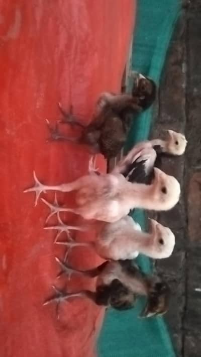 Heera shamo cross chick