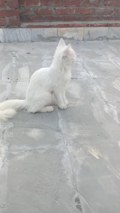 Persian cat