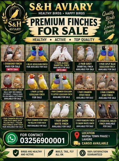 Lutino Gouldian finch, Diamond finch,Star finch