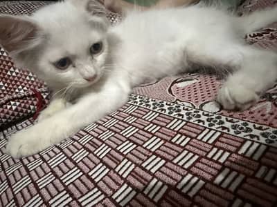 Persian male kitten