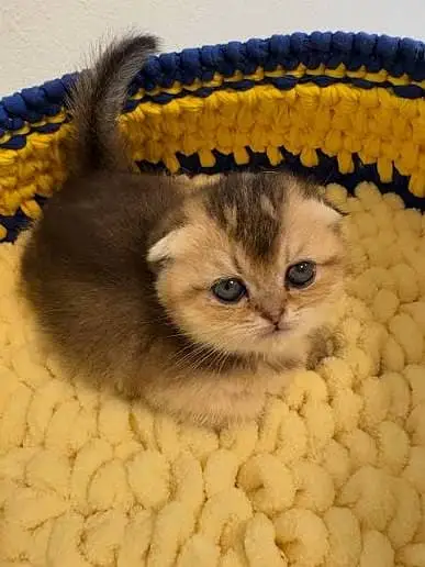 BRITISH SHORTHAIRS | SCOTISH FOLD | MAIN COONS | RAG DOLL CAT AVAILABL — photo 8