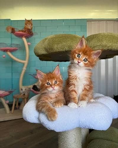 British Short Hair Cat | Scotish Fold Cat | Main Coons | Rag Doll Cat
