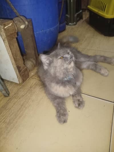 Persian Cat /brown/fawn/ Calico female
