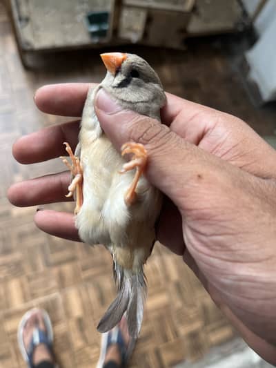 Exi zebra finches