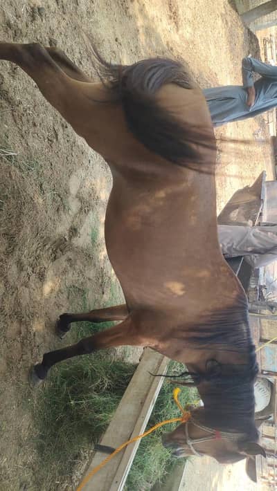 Female horse for sale(0300 1312294)