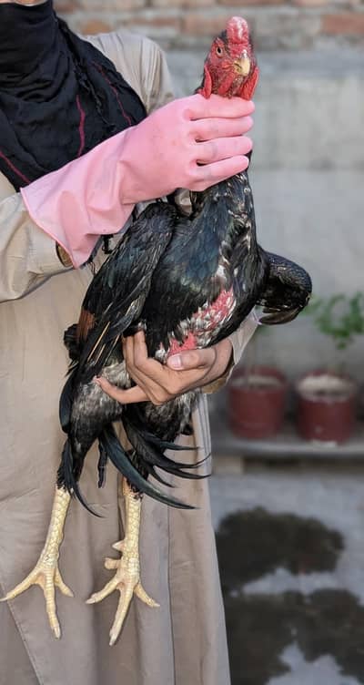 Japanese shamo male Thai super neck locker Female Mianwali Heera males