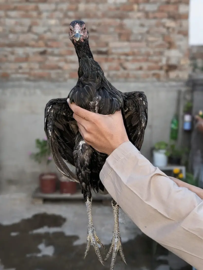Japanese shamo male Thai super neck locker Female Mianwali Heera males — photo 3