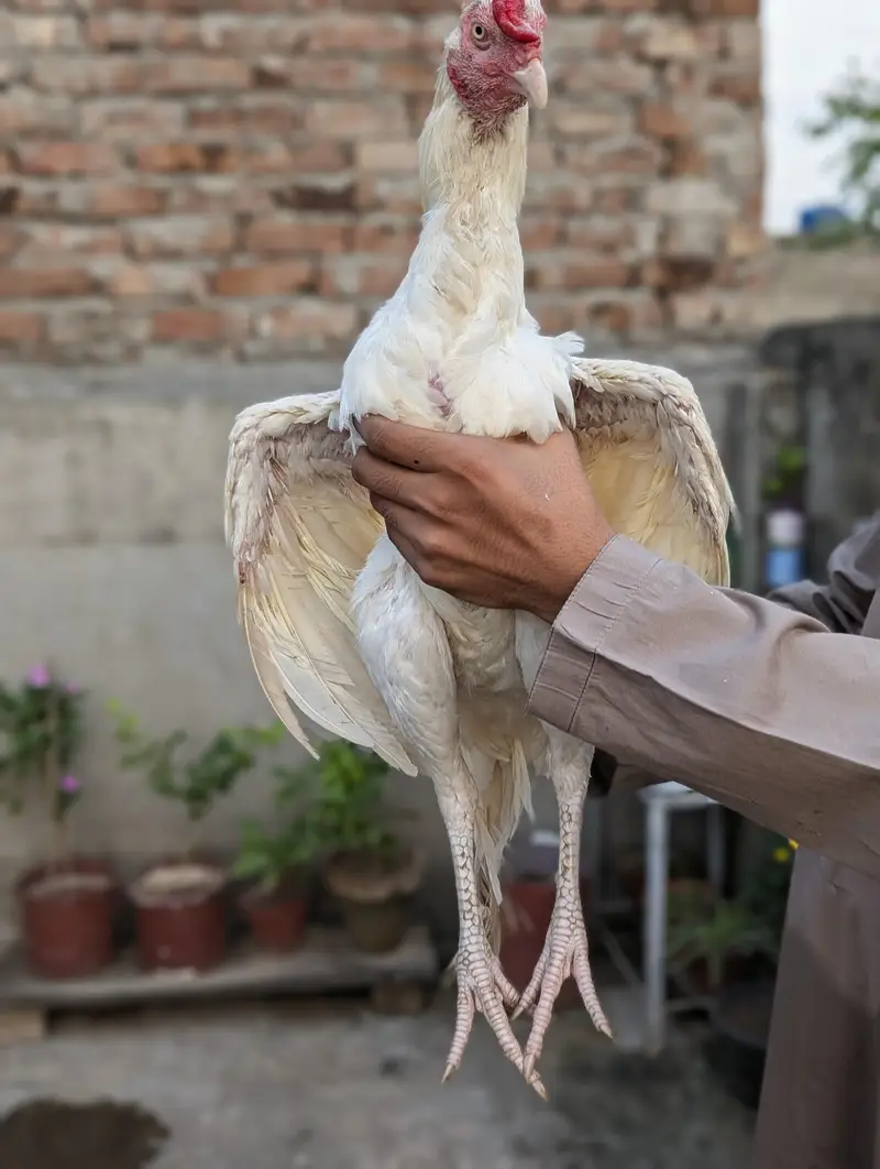 Japanese shamo male Thai super neck locker Female Mianwali Heera males — photo 5