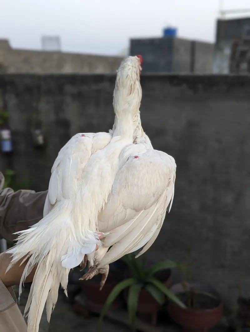 Japanese shamo male Thai super neck locker Female Mianwali Heera males — photo 6