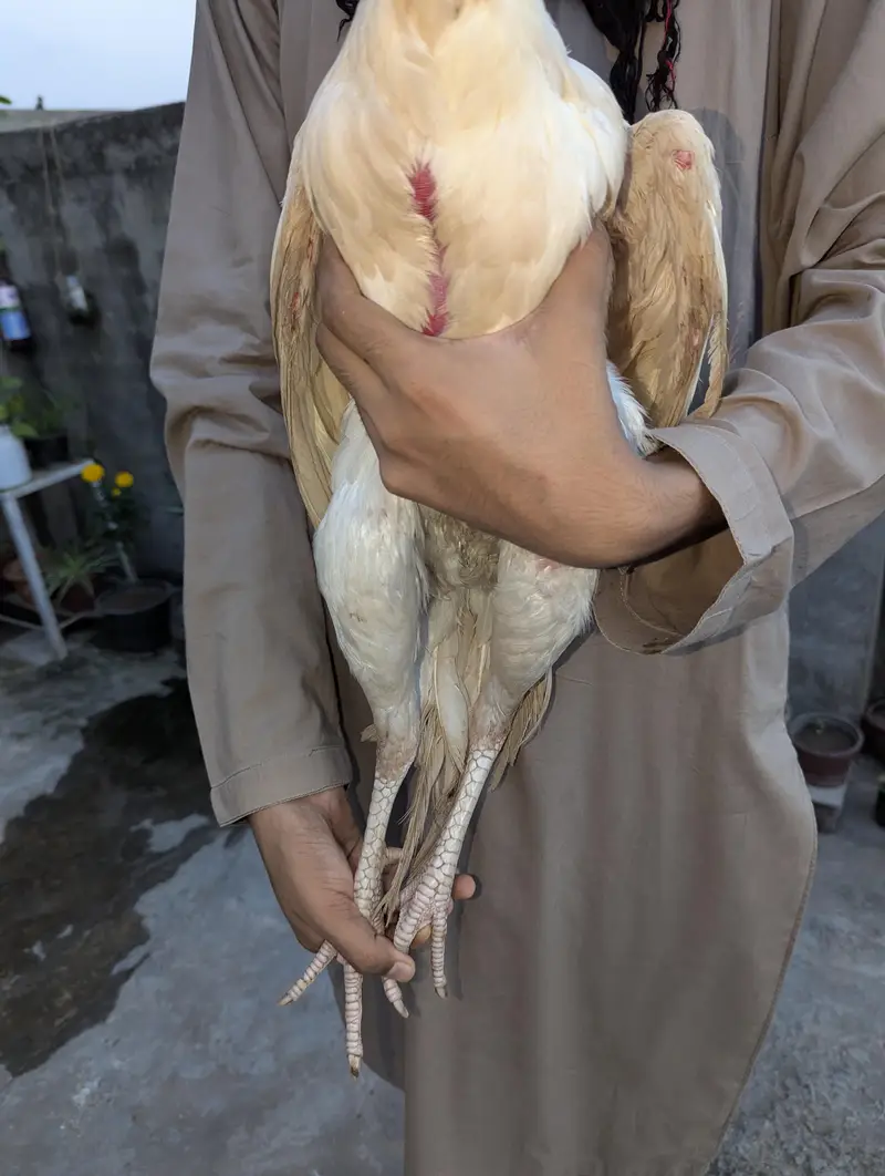 Japanese shamo male Thai super neck locker Female Mianwali Heera males — photo 7