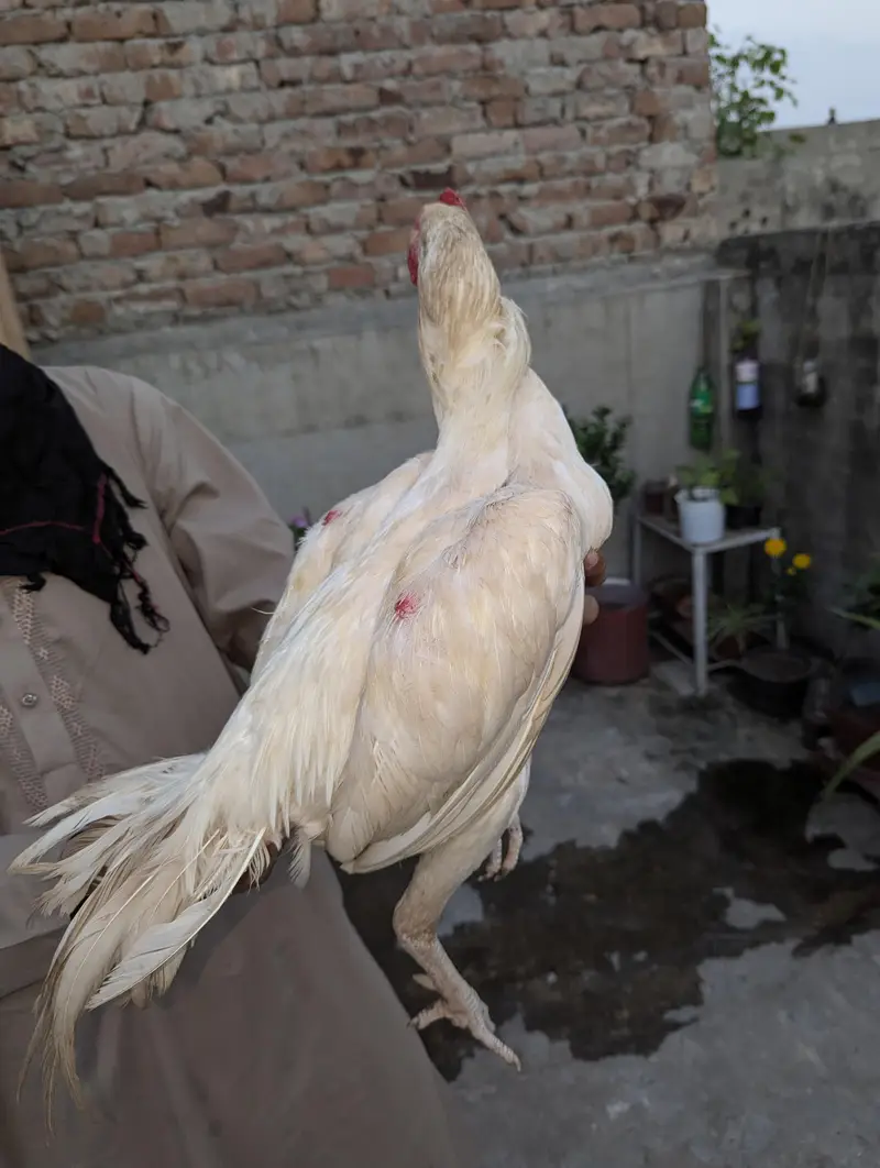 Japanese shamo male Thai super neck locker Female Mianwali Heera males — photo 8