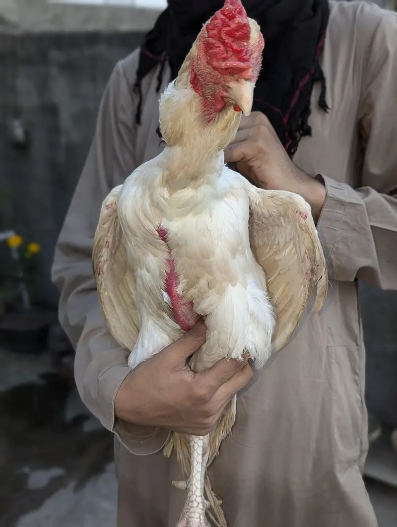 Japanese shamo male Thai super neck locker Female Mianwali Heera males — photo 9