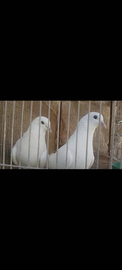 Sialkoti Neilduma or motiya