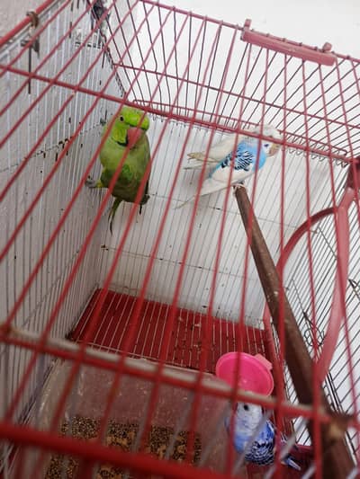 Indian khata Parrot