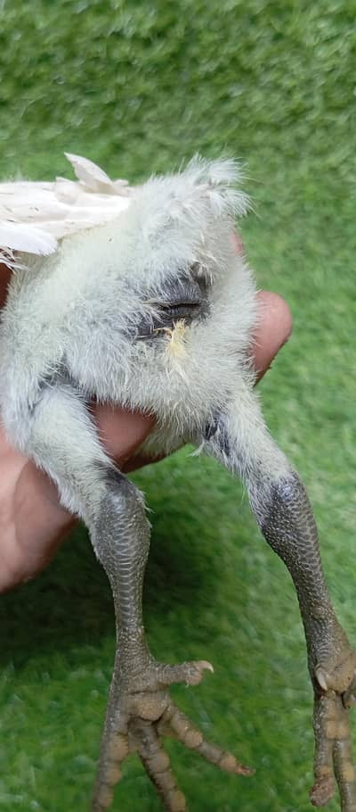Dragon Chiks White ice blue black