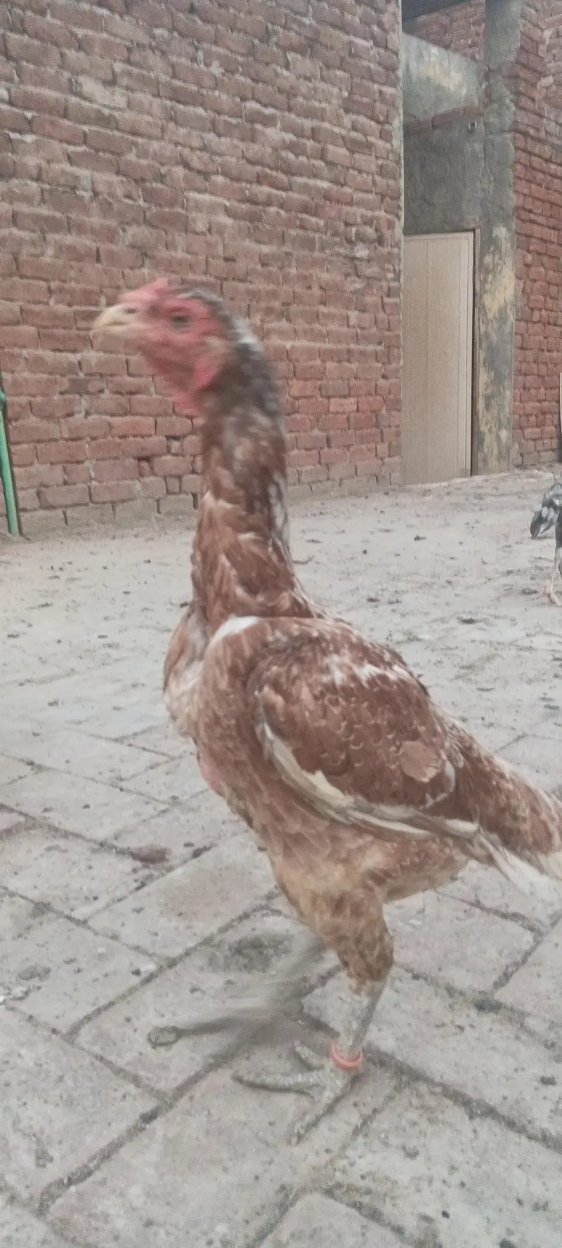band gaddi me bht Acha pc — photo 4