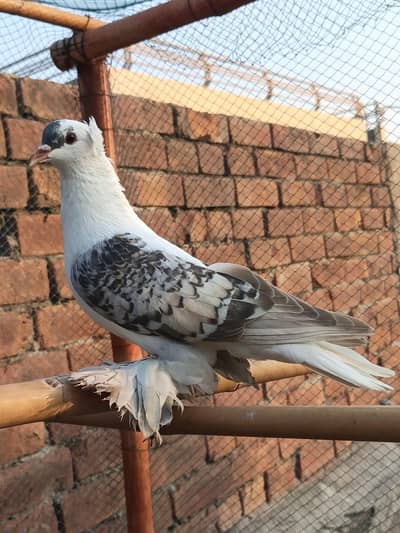 Saxon fairy fancy female for sale