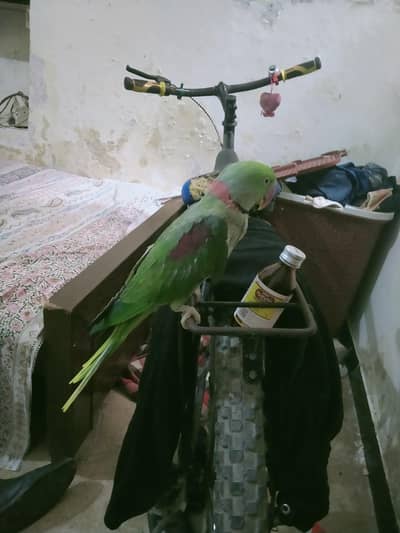 Raw parrot with Cage