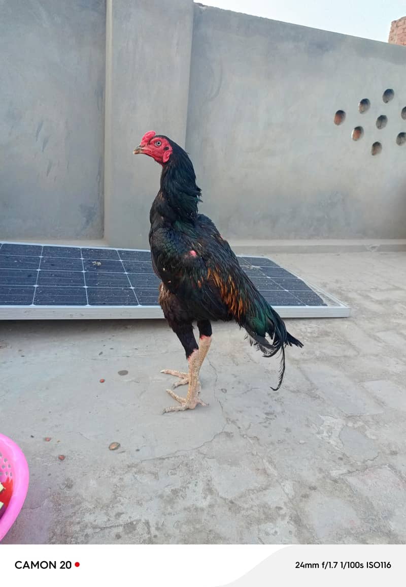 Pakistani 0