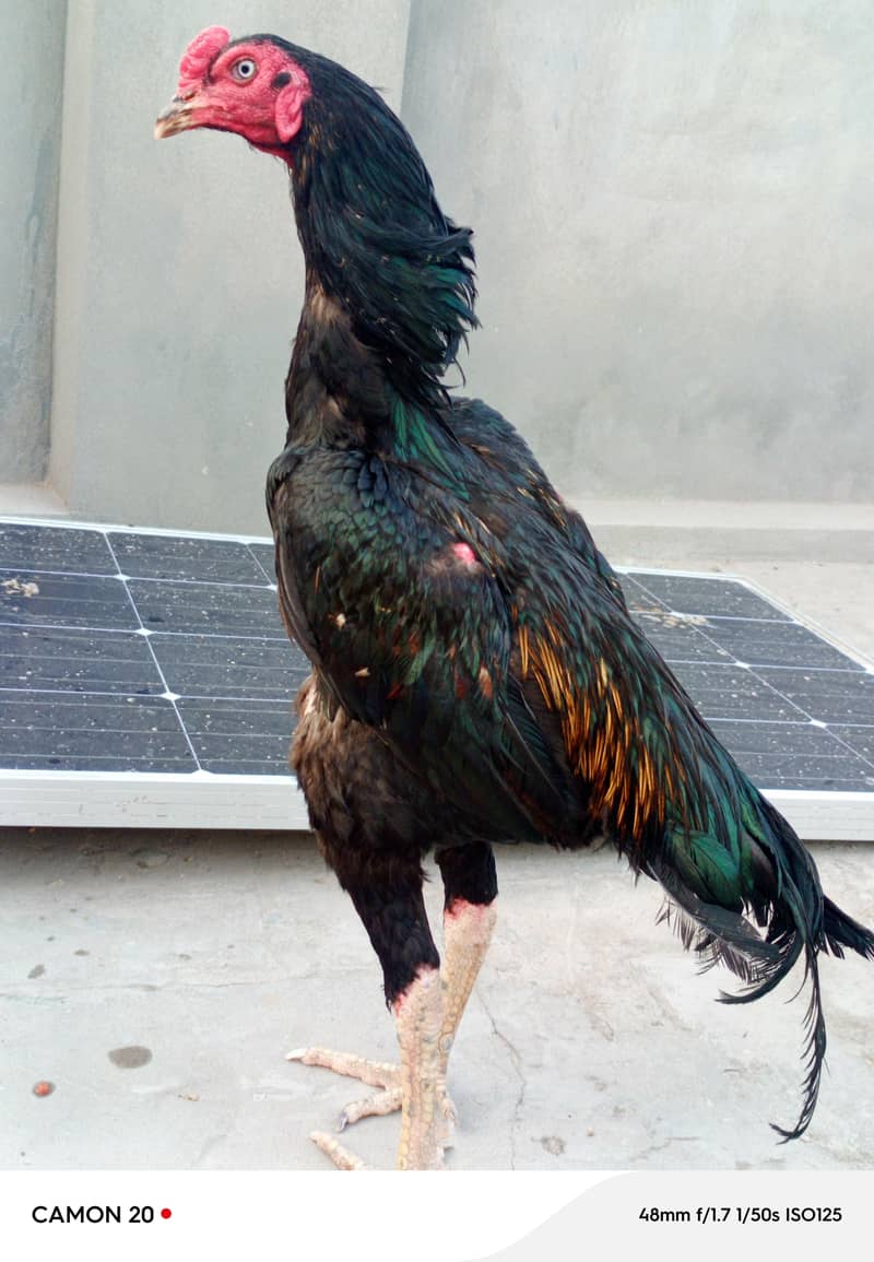 Pakistani 1