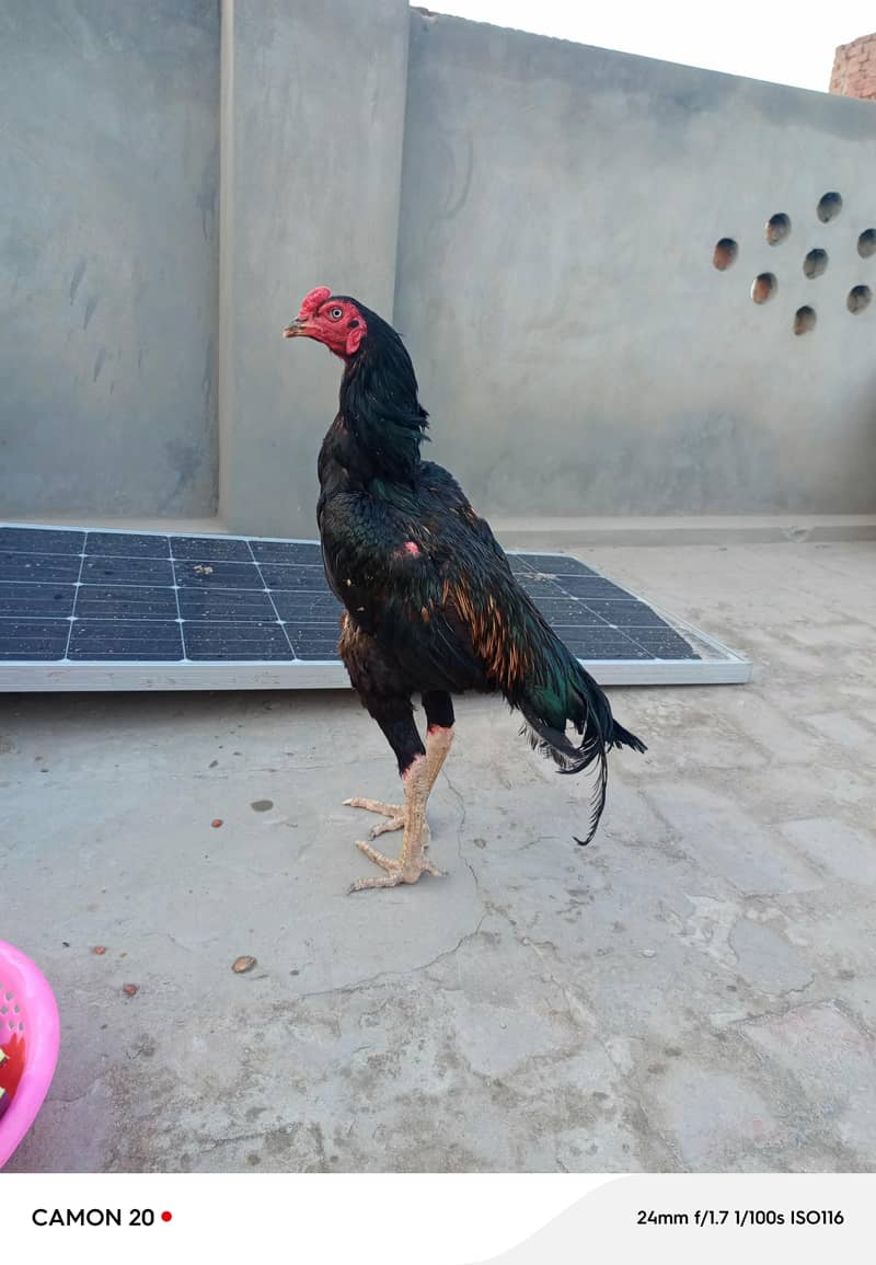 Pakistani 2
