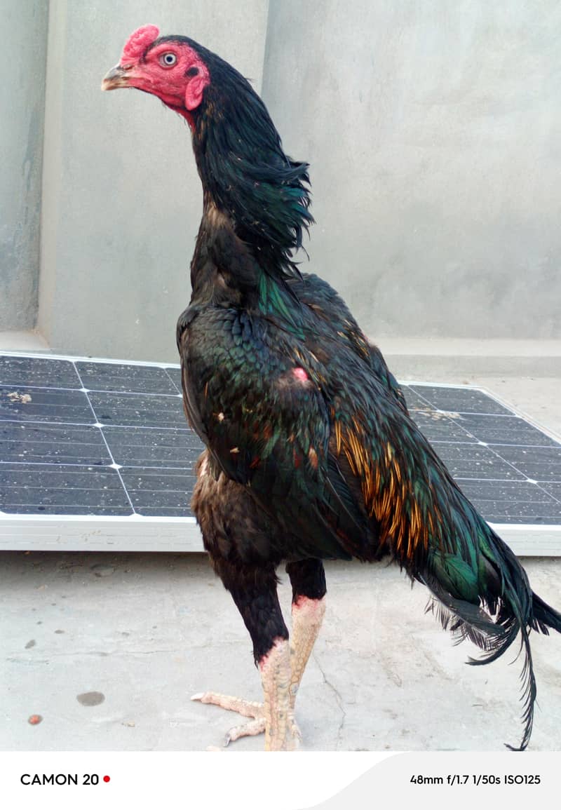 Pakistani 3