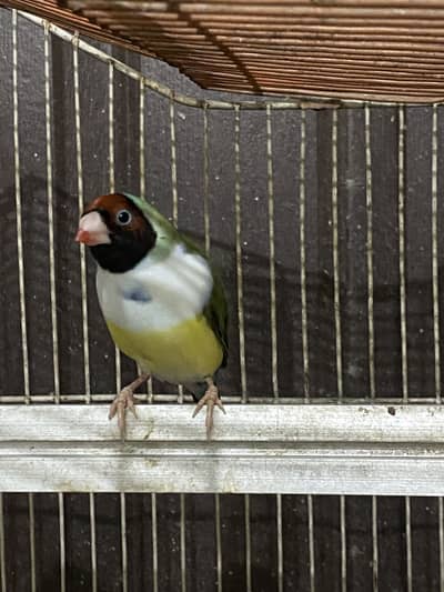 Breeder female
