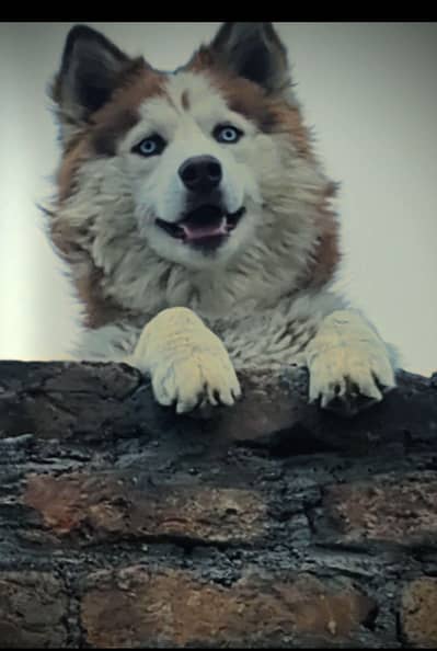 SIBERIAN Husky