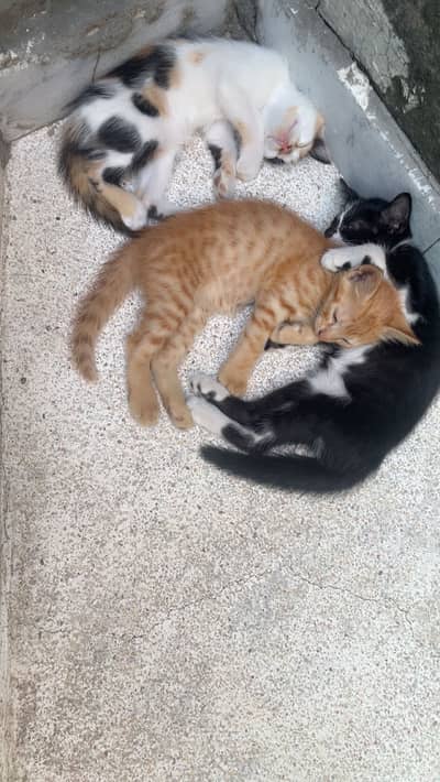 Kittens