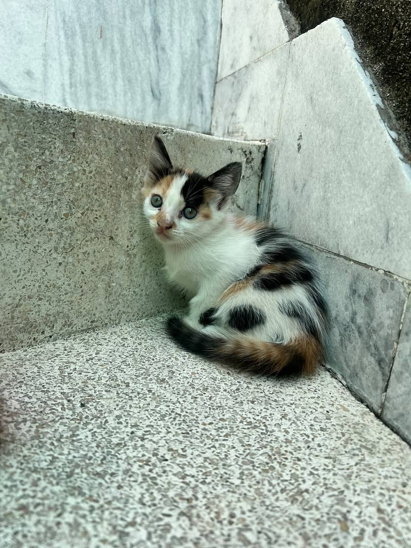 Kittens 1