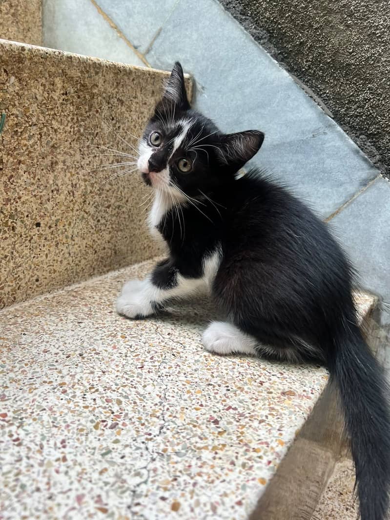 Kittens 2