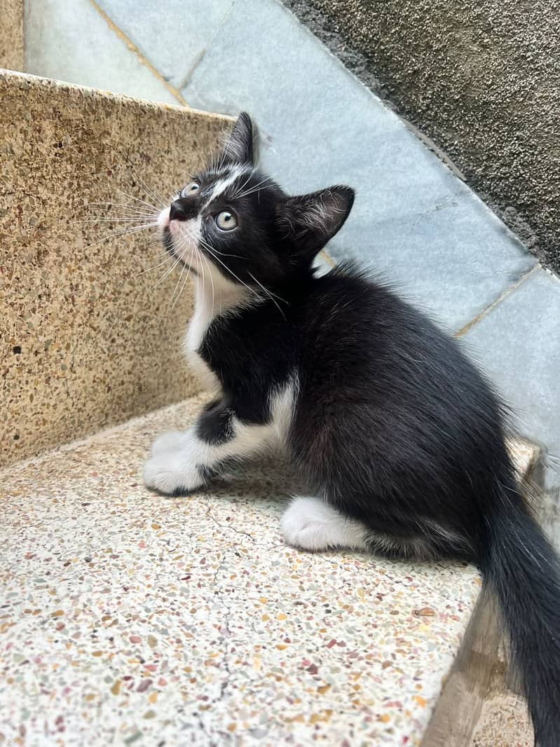 Kittens 3