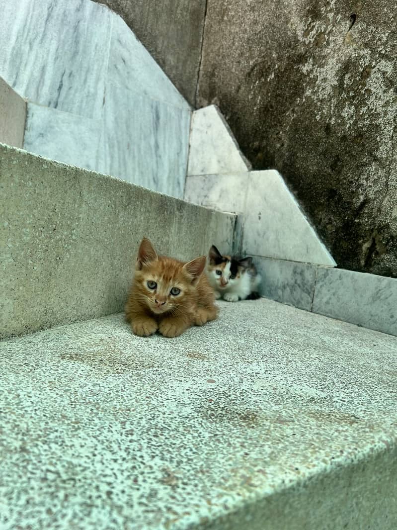 Kittens 4