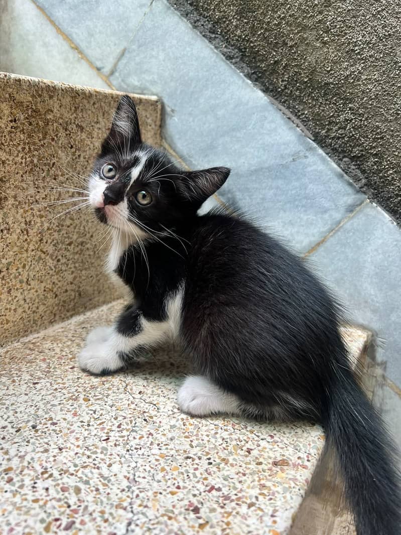 Kittens 5
