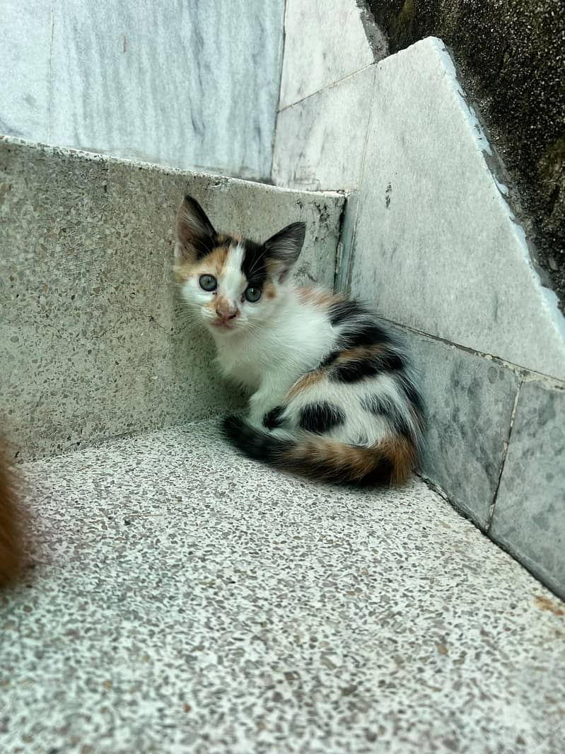 Kittens 6